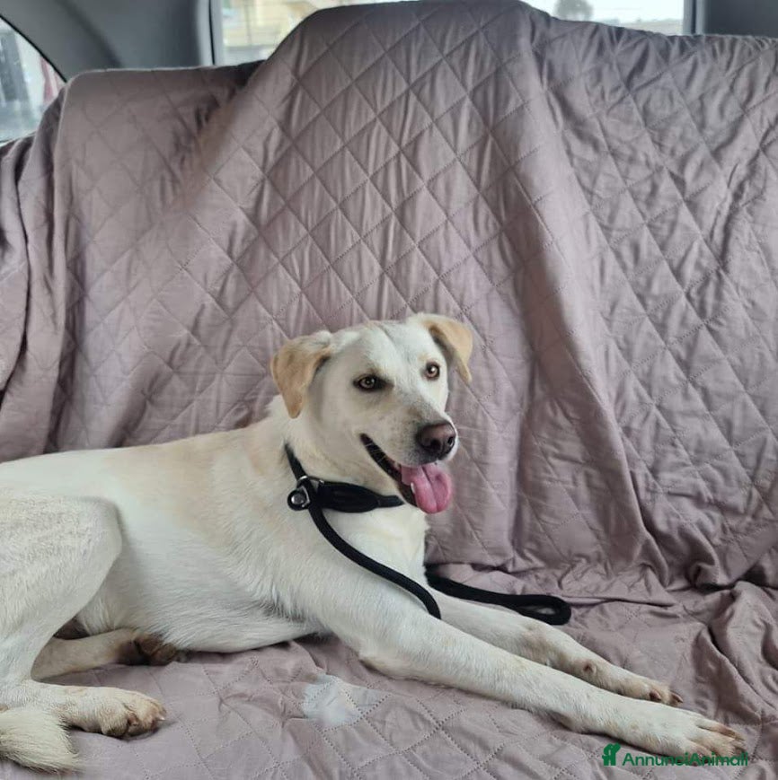 Meticcio cani BLANCO TAGLIA MEDIA DOLCE E SIMPATICO - Annuncio 39