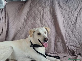 Meticcio cani BLANCO TAGLIA MEDIA DOLCE E SIMPATICO - Annuncio 2