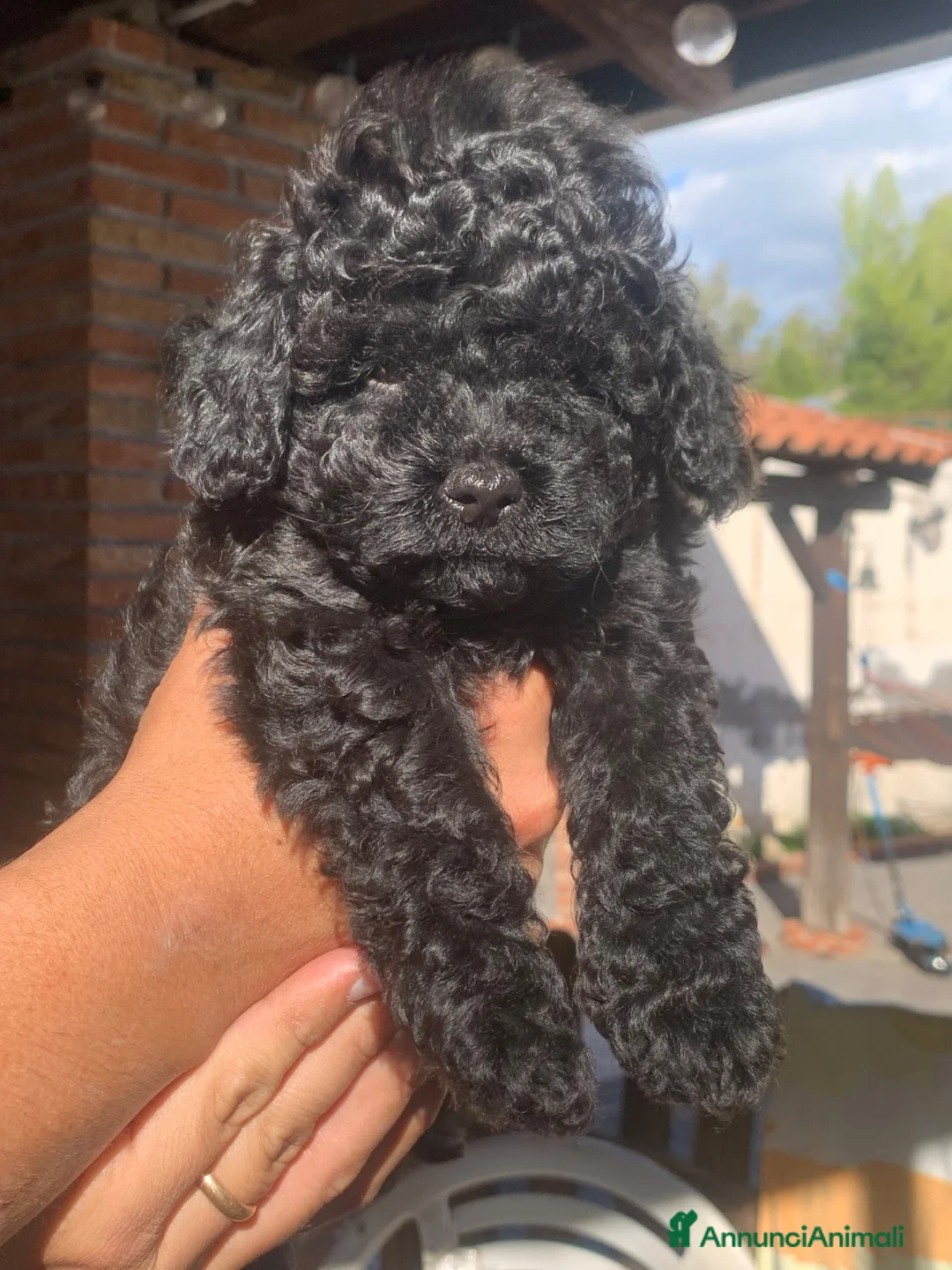 Barboncino Toy cani in vendita: cucciolo di barboncino toy a Città metropolitana di Catania - Annuncio 5