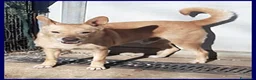 Meticcio cani in regalo: EDDY buono e tranquillo - Annuncio 3