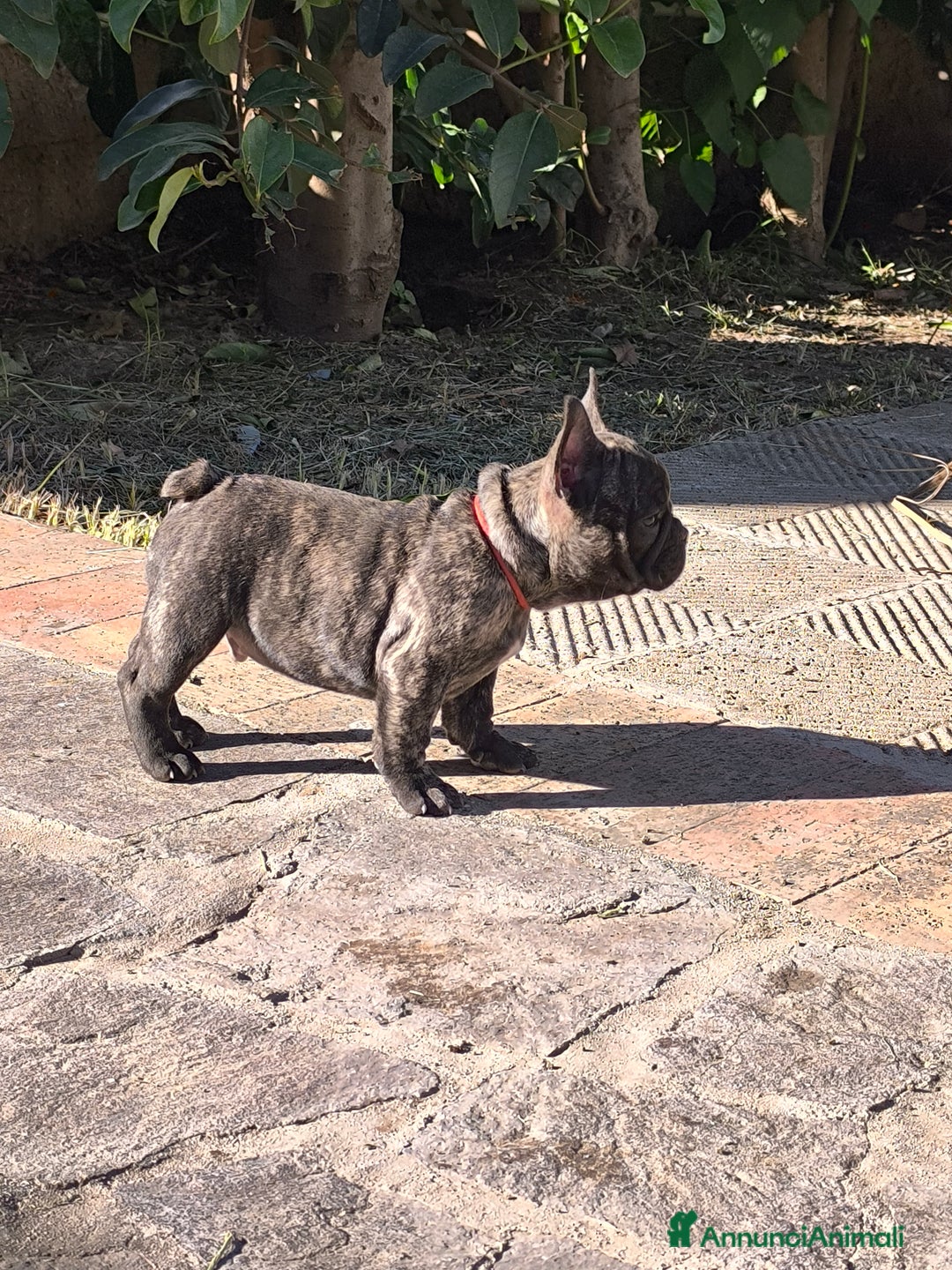 Bulldog Francese cani in vendita: Bulldog francese cuccioli enci a Provincia di Salerno - Annuncio 8