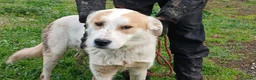 Meticcio cani in regalo: ATHOS STA ASPETTANDO LA SUA MAMMA E IL SUO PAPA' - Annuncio 1