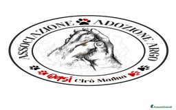 Meticcio cani in regalo: Sandy - Immagine 2