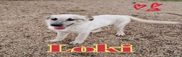Meticcio cani in regalo: LOKI nato ad Aprile ‘25 - Annuncio 1