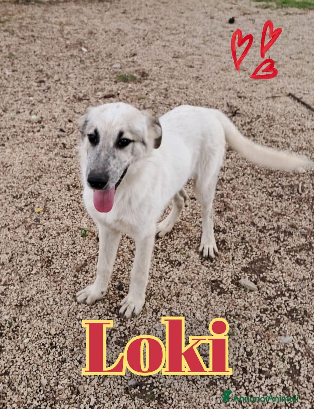 Meticcio cani in regalo: LOKI nato ad Aprile ‘25 - Annuncio 1