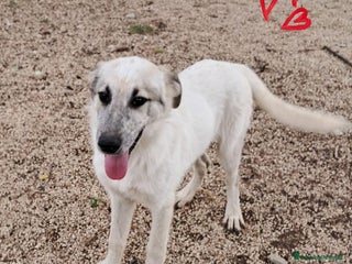 Meticcio cani LOKI nato ad Aprile ‘25 - Annuncio 27