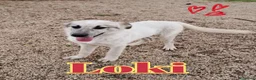 Meticcio cani in regalo: LOKI nato ad Aprile ‘25 - Annuncio 1