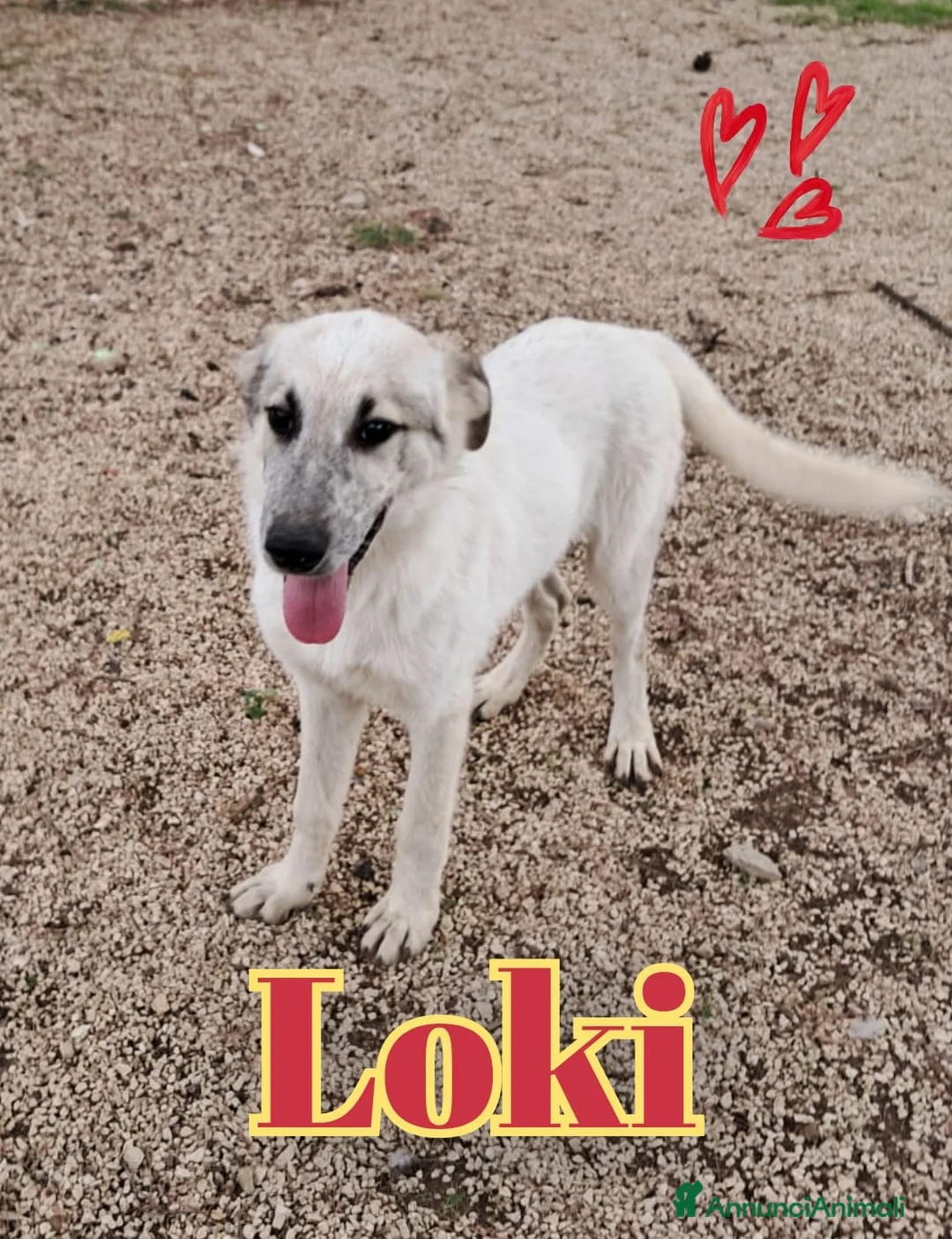 Meticcio cani in regalo: LOKI nato ad Aprile ‘25 - Annuncio 1