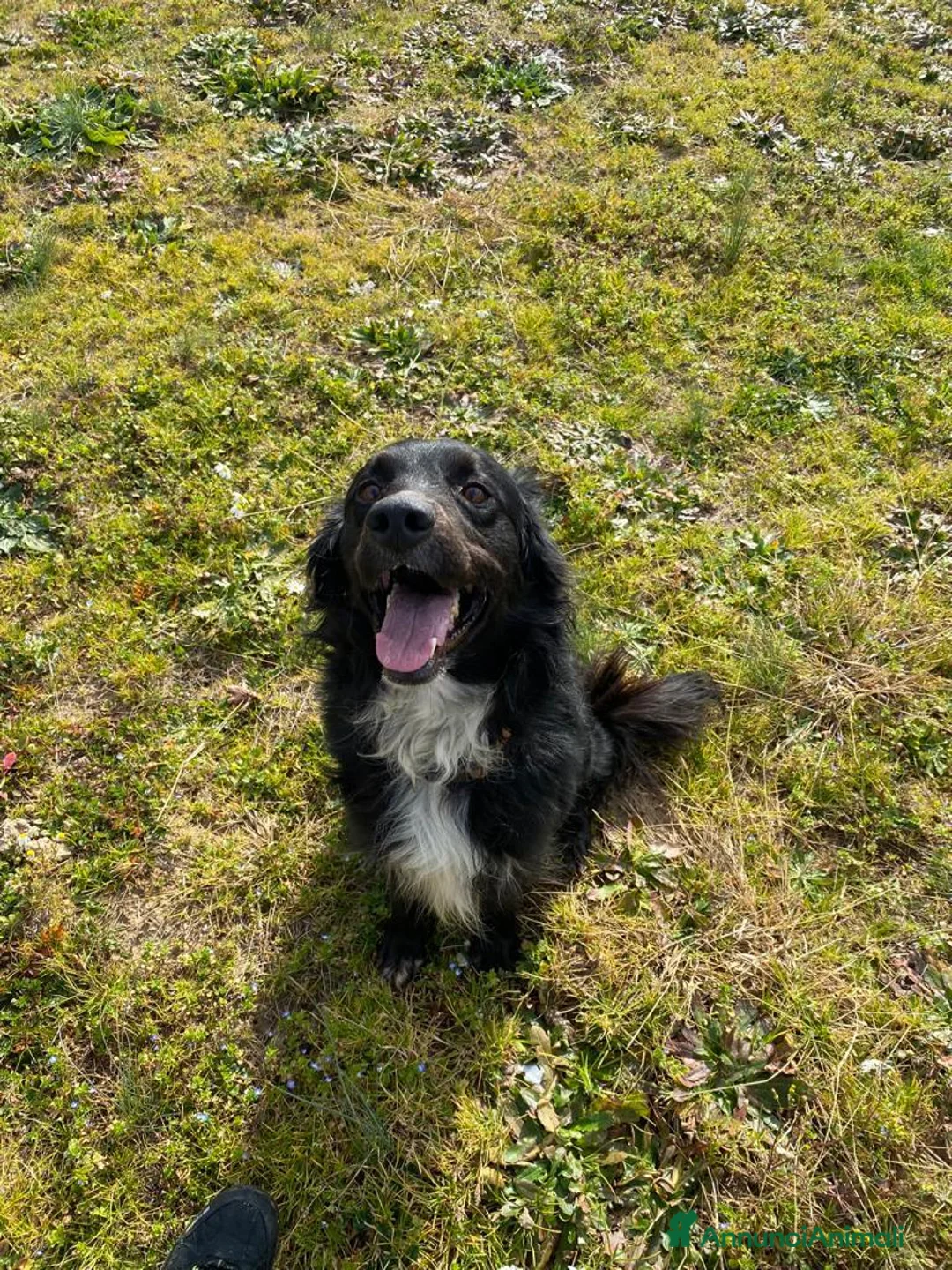 Meticcio cani in regalo: PRINCE occhi belli cerca casa - 7 anni  a Provincia di Latina - Annuncio 7