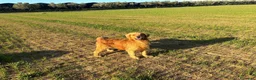 Golden Retriever cani in vendita: Golden Retriever 100% linea americana  - Annuncio 8