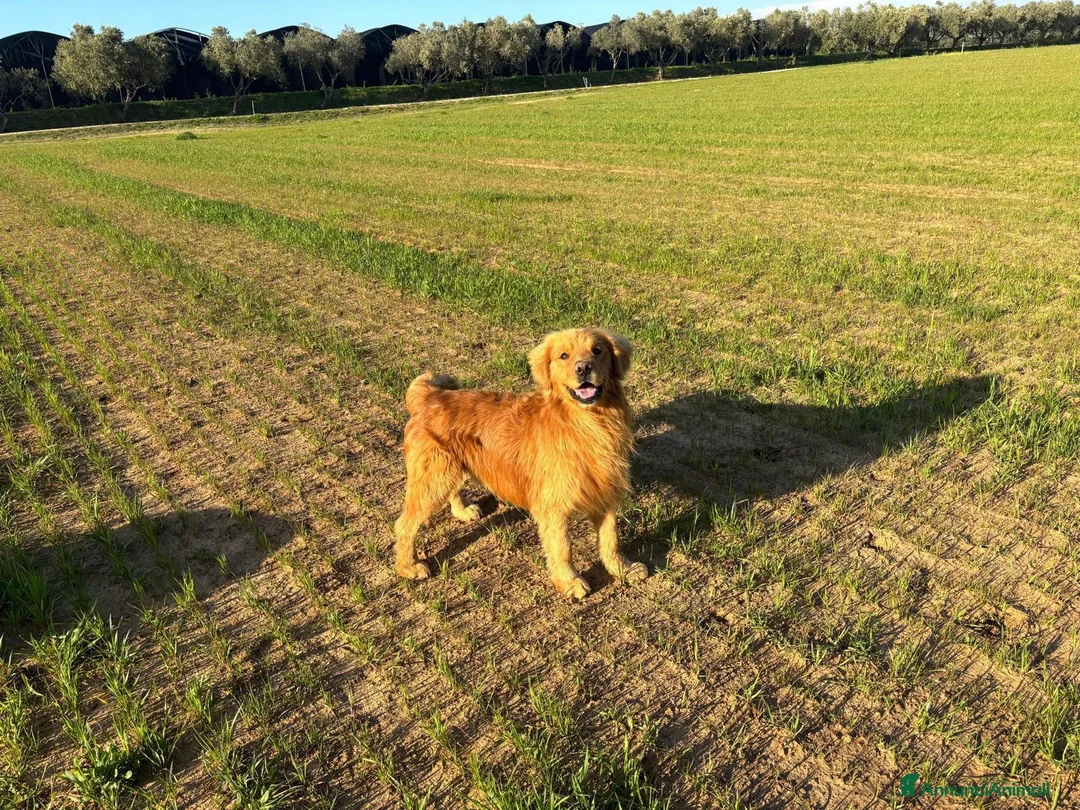 Golden Retriever cani in vendita: Golden Retriever 100% linea americana  - Annuncio 8