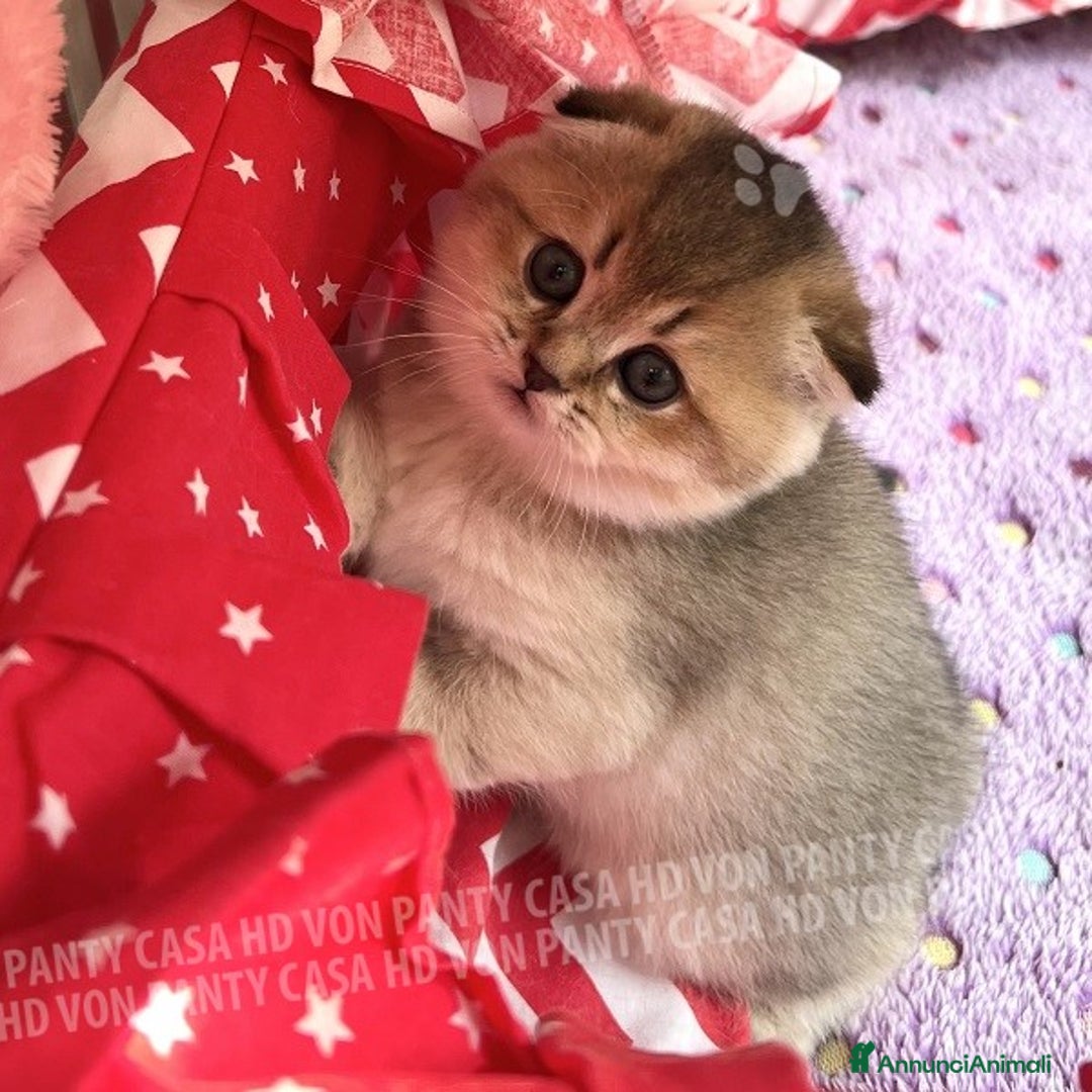 Scottish gatti in vendita: Cucciole Scottish Fold - Annuncio 15