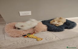 Altre razze cani in vendita: Vendo 2 cucciole stupende di taglia toy a Provincia di Pavia - Immagine 5