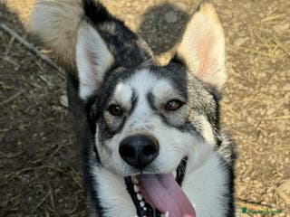 Husky cani BALTO, cucciolone MIX HUSKY simpaticissimo! - Annuncio 2