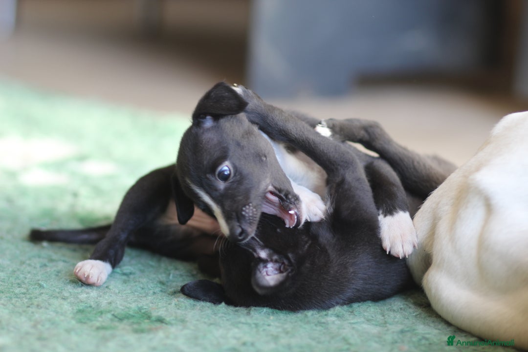 Whippet cani in vendita: Cuccioli di whippet  - Annuncio 6