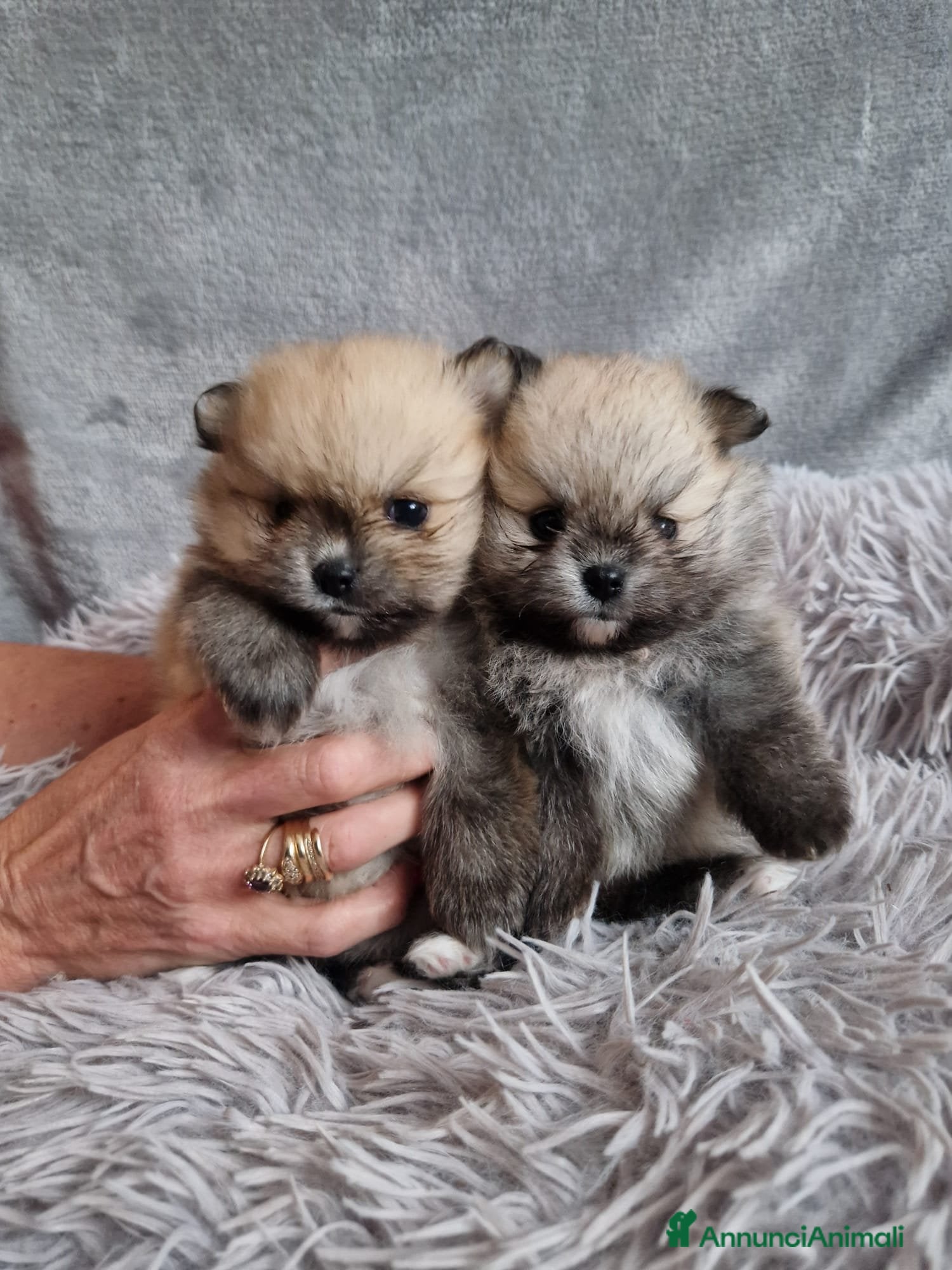 Volpino Pomerania cani Orsacchiotto di Pomerania in vendita a Città metropolitana di Milano - Annuncio 2