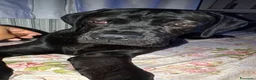 Cane Corso cani in regalo: Cane Corso 7 mesi GALLARATE - Adozione Gratuita - Annuncio 2