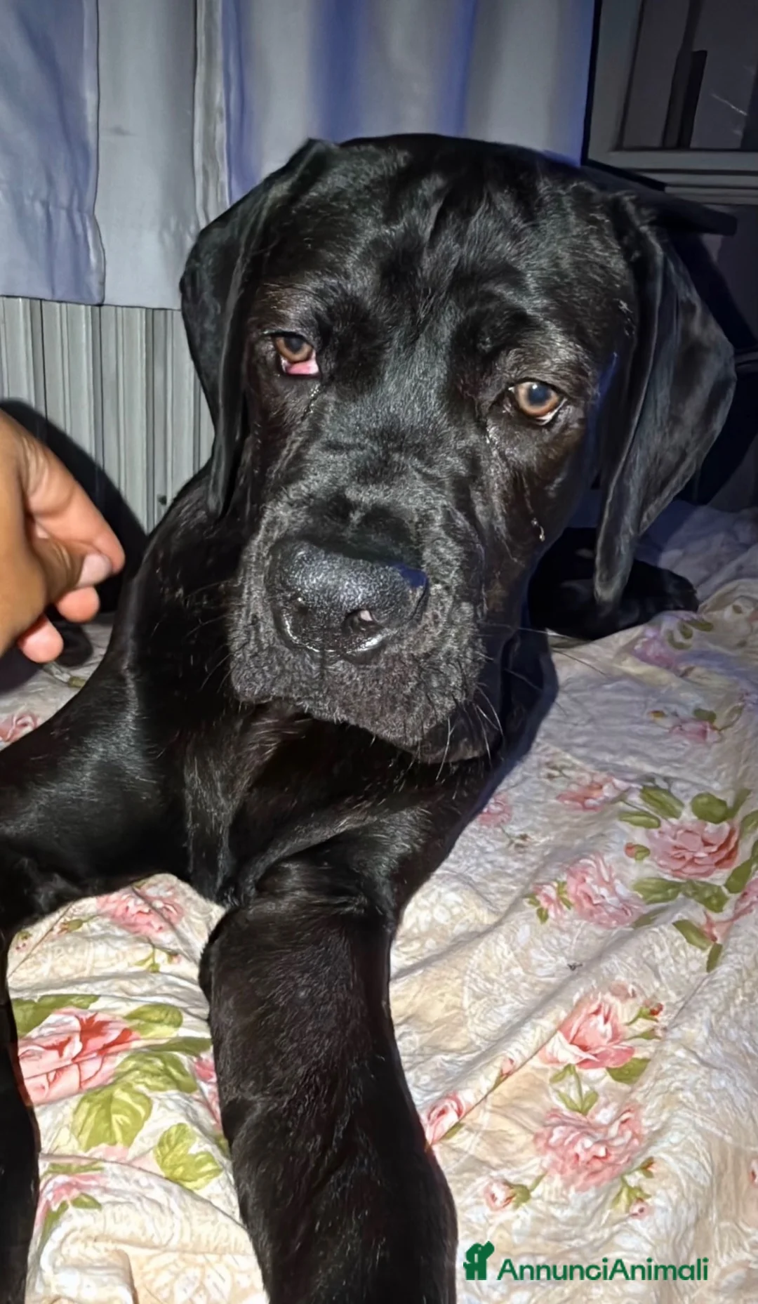 Cane Corso cani in regalo: Cane Corso 7 mesi GALLARATE - Adozione Gratuita - Annuncio 2