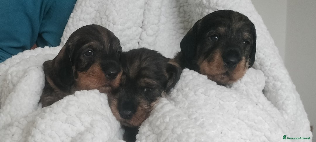 Bassotto cani in vendita: Bassotti a pelo duro  - Annuncio 1