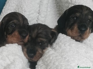 Bassotto cani Bassotti a pelo duro - Annuncio 29