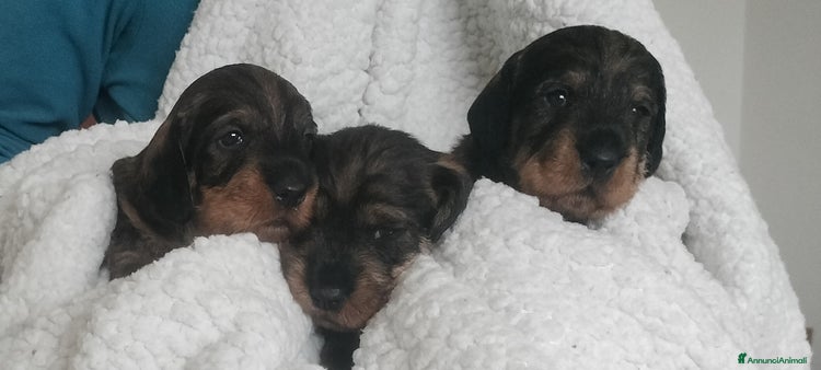 Bassotto cani - Annuncio 2