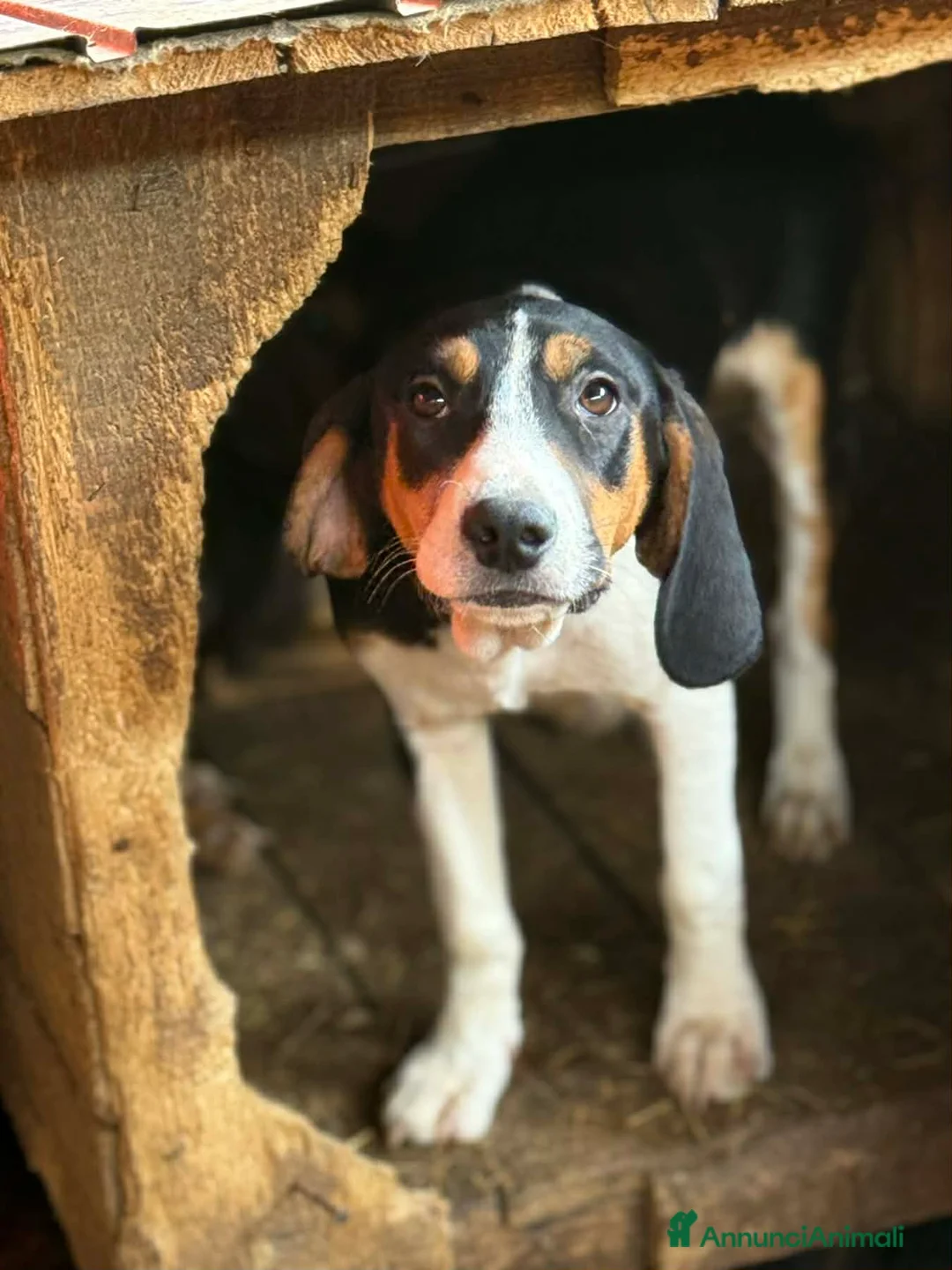 Meticcio cani in regalo: HULYA, mix di dolcezza e simpatia cerca famiglia! - Annuncio 2