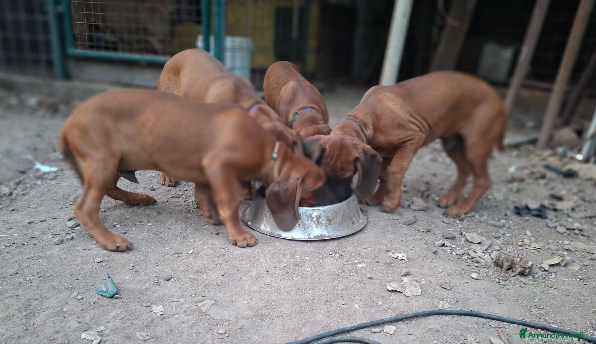 Segugio Bavarese cani Cucciolata di Segugio bavarese (Ancora 3 rimasti!) - Annuncio 26