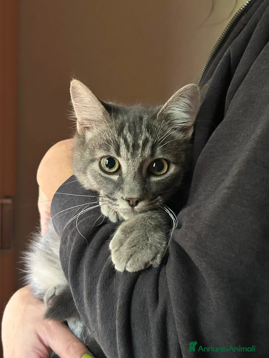 Europeo gatti in regalo: MISTRAL CERCA CASA ❤️ - Annuncio 5