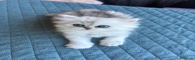 Persiano 1