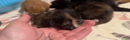 Maine Coon gatti in vendita: Cuccioli di maine coon - Annuncio 6