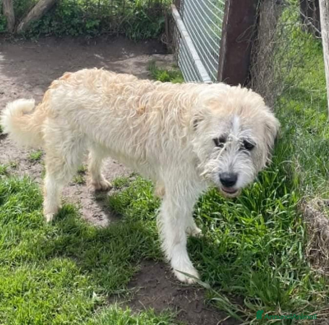 Spinone cani in regalo: Grullo, cane spinoncino bianco Maschio a Provincia di Latina - Annuncio 5