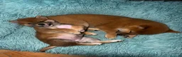 Shiba Inu cani in vendita: VENDITA SHIBA INU  a Provincia di Rieti - Annuncio 7