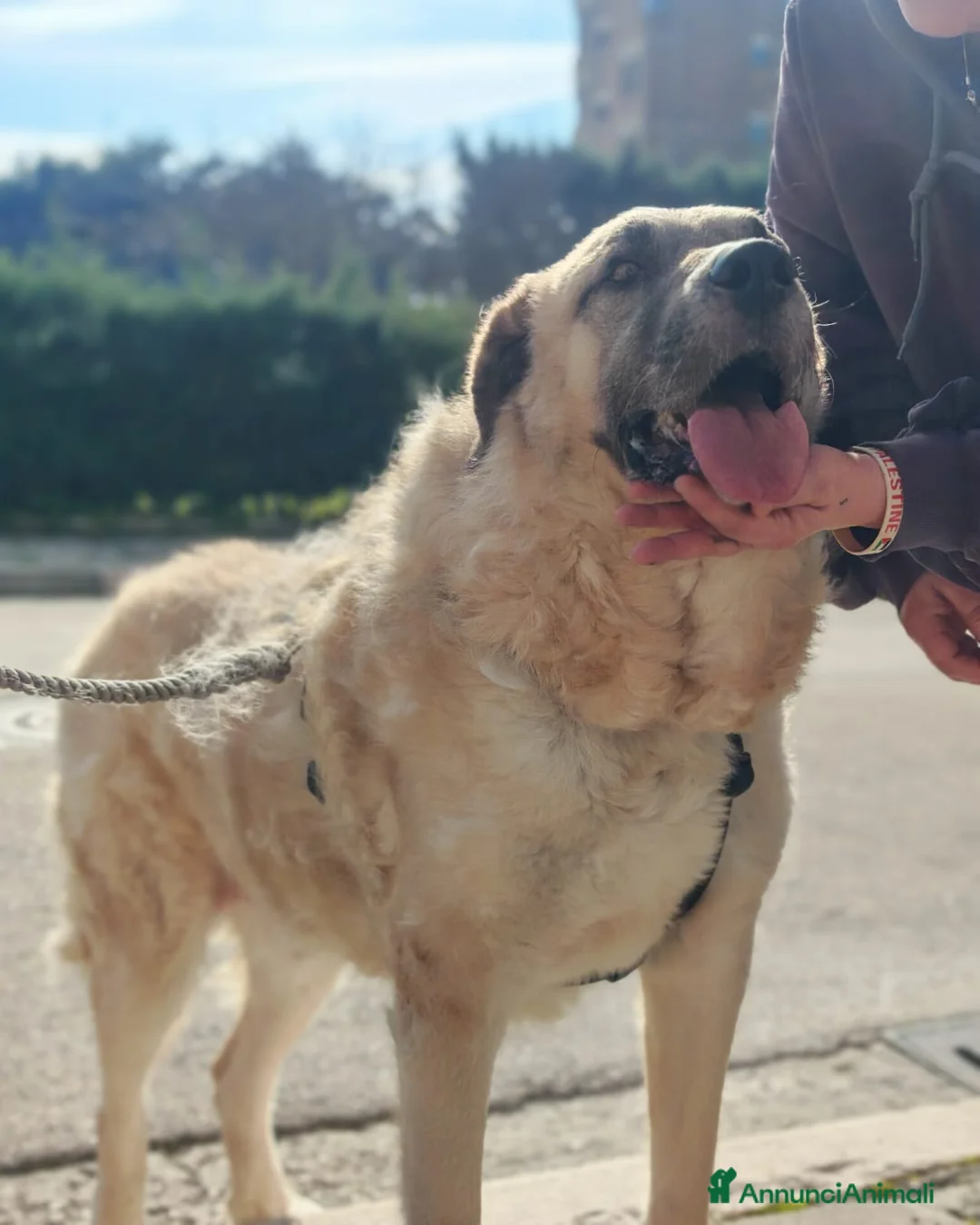 Meticcio cani in regalo: Hulk: gigante buono educato e coccolone  - Annuncio 1