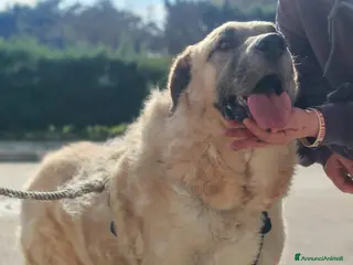 Meticcio cani Hulk: gigante buono educato e coccolone - Annuncio 18