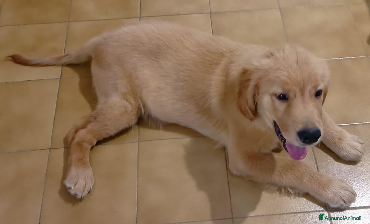Golden Retriever cani Cucciolo di Golden retriever di linea americana - Annuncio 3