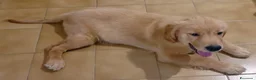 Golden Retriever cani in vendita: Cucciolo di Golden retriever di linea americana - Annuncio 1