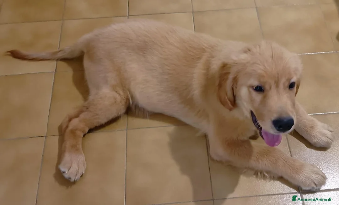 Golden Retriever cani in vendita: Cucciolo di Golden retriever di linea americana - Annuncio 1