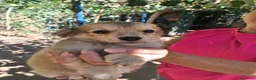 Meticcio cani in regalo: Mughetto, Ciclamino e Tiglio: maschietti 3 mesi - Annuncio 5