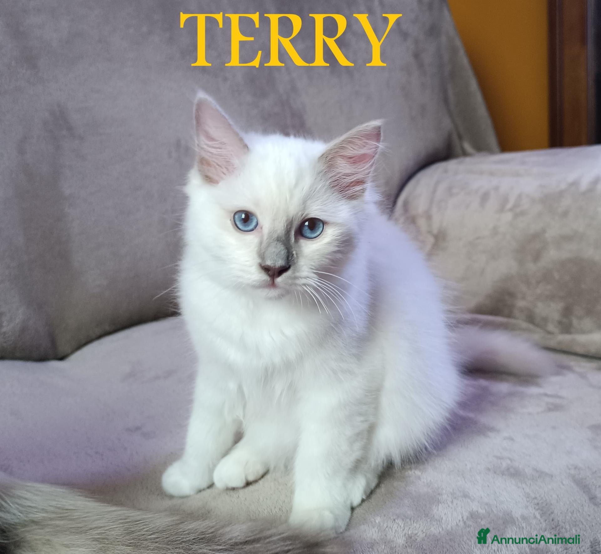 Ragdoll gatti in vendita: Prenotazione Cuccioli di Razza Ragdoll  - Annuncio 2