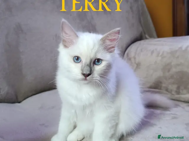 Ragdoll gatti in vendita: Prenotazione Cuccioli di Razza Ragdoll - Annuncio 2