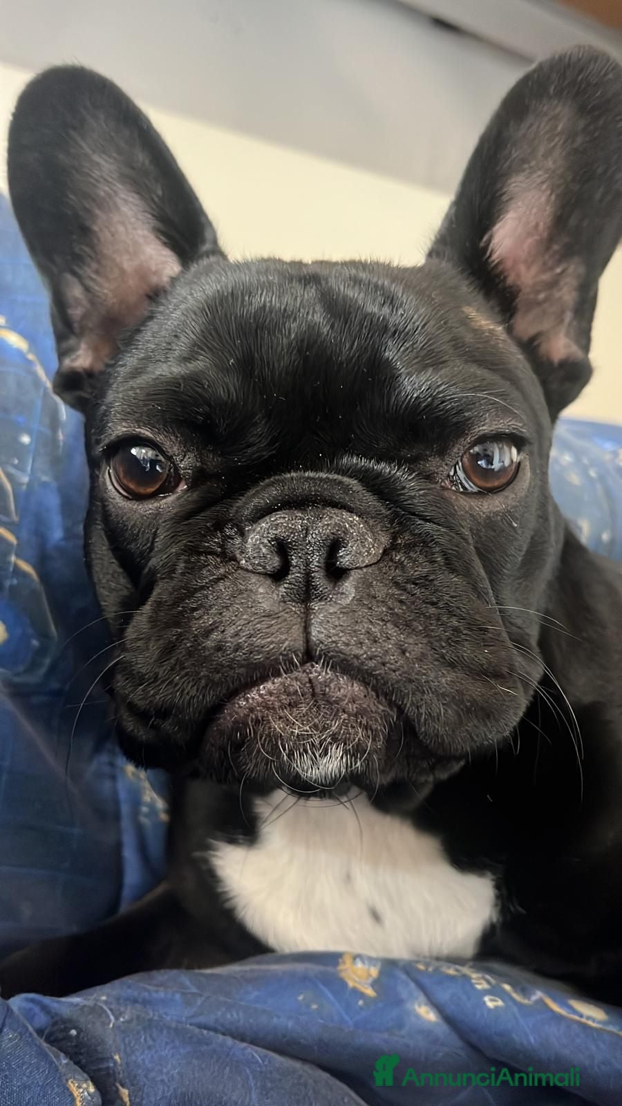 Bulldog Francese cani Bulldog francesi esotici - Annuncio 1