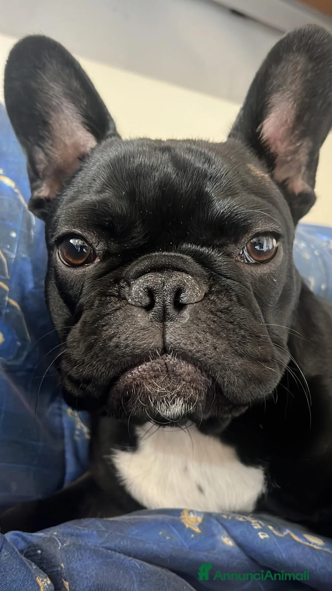Bulldog Francese cani in vendita: Bulldog francesi esotici a Città Metropolitana di Torino - Annuncio 1