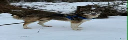 Meticcio cani in regalo: NORWAY, lupetta bella da togliere il fiato! - Annuncio 7