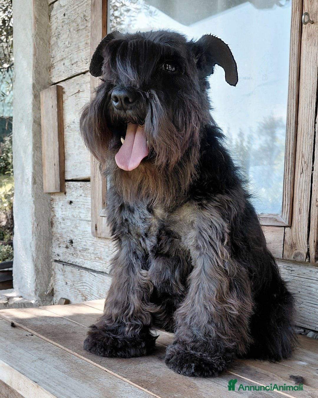 Schnauzer cani in regalo: Schnauzer Nano femmina adulta  - Immagine 1
