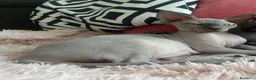 Sphynx gatti in vendita: Cuccioli di sphynx con pedigree - Annuncio 5