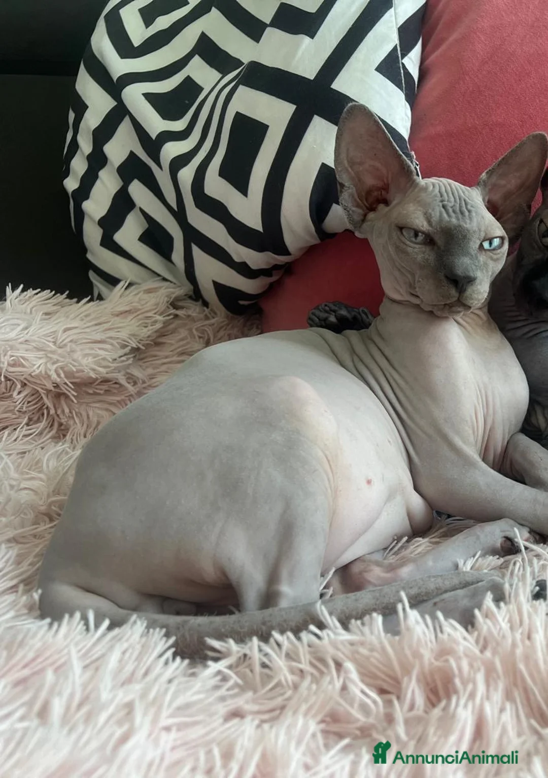 Sphynx gatti in vendita: Cuccioli di sphynx con pedigree - Annuncio 5
