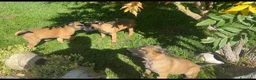 Pastore Belga cani in vendita: Femmine Pastore Belga Malinois - Annuncio 6