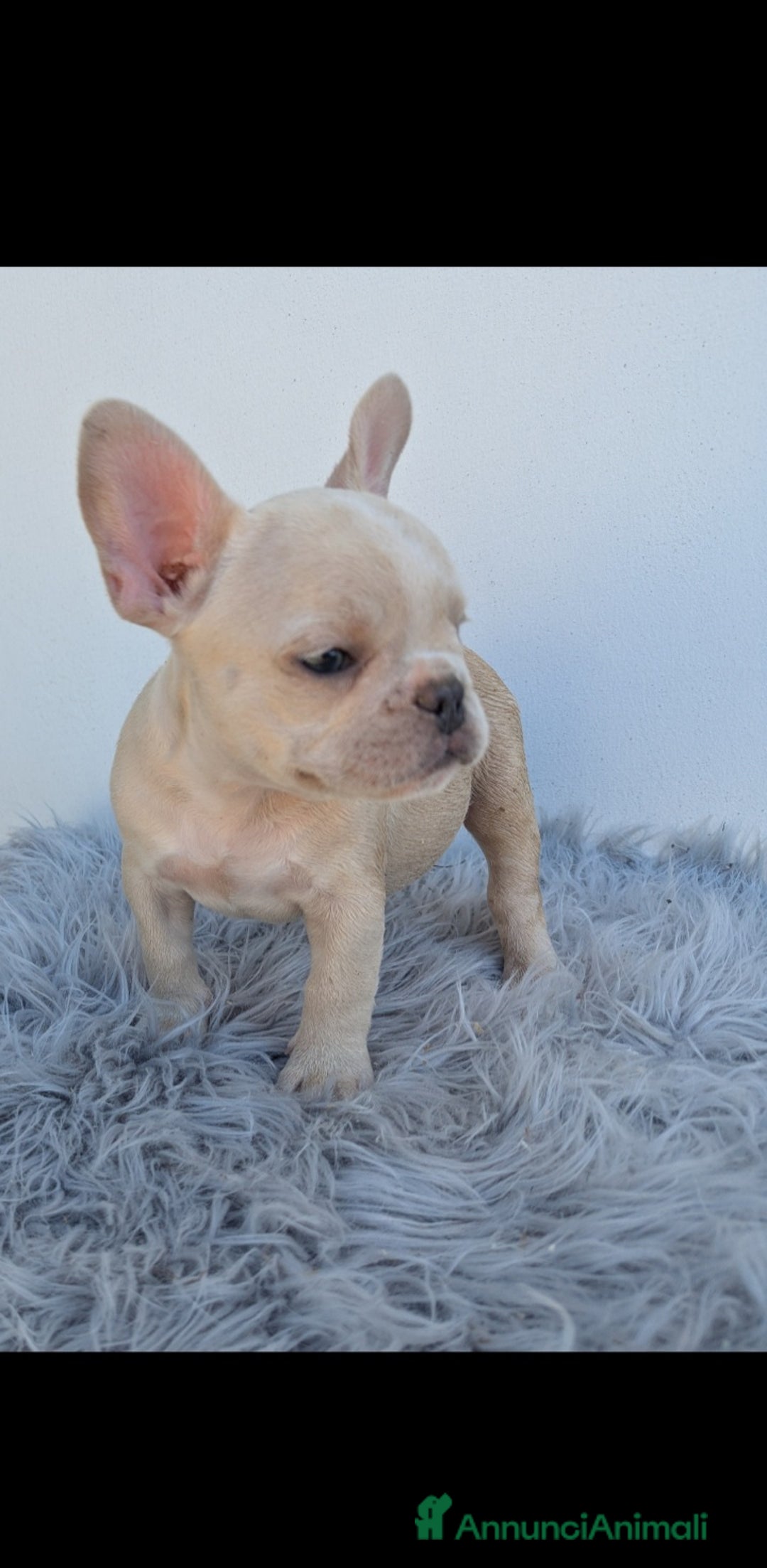 Bulldog Francese cani in vendita: Bulldog francese cuccioli - Annuncio 5