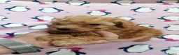 Barboncino Toy cani in vendita: Barbonicini Toy cuccioli - Annuncio 10