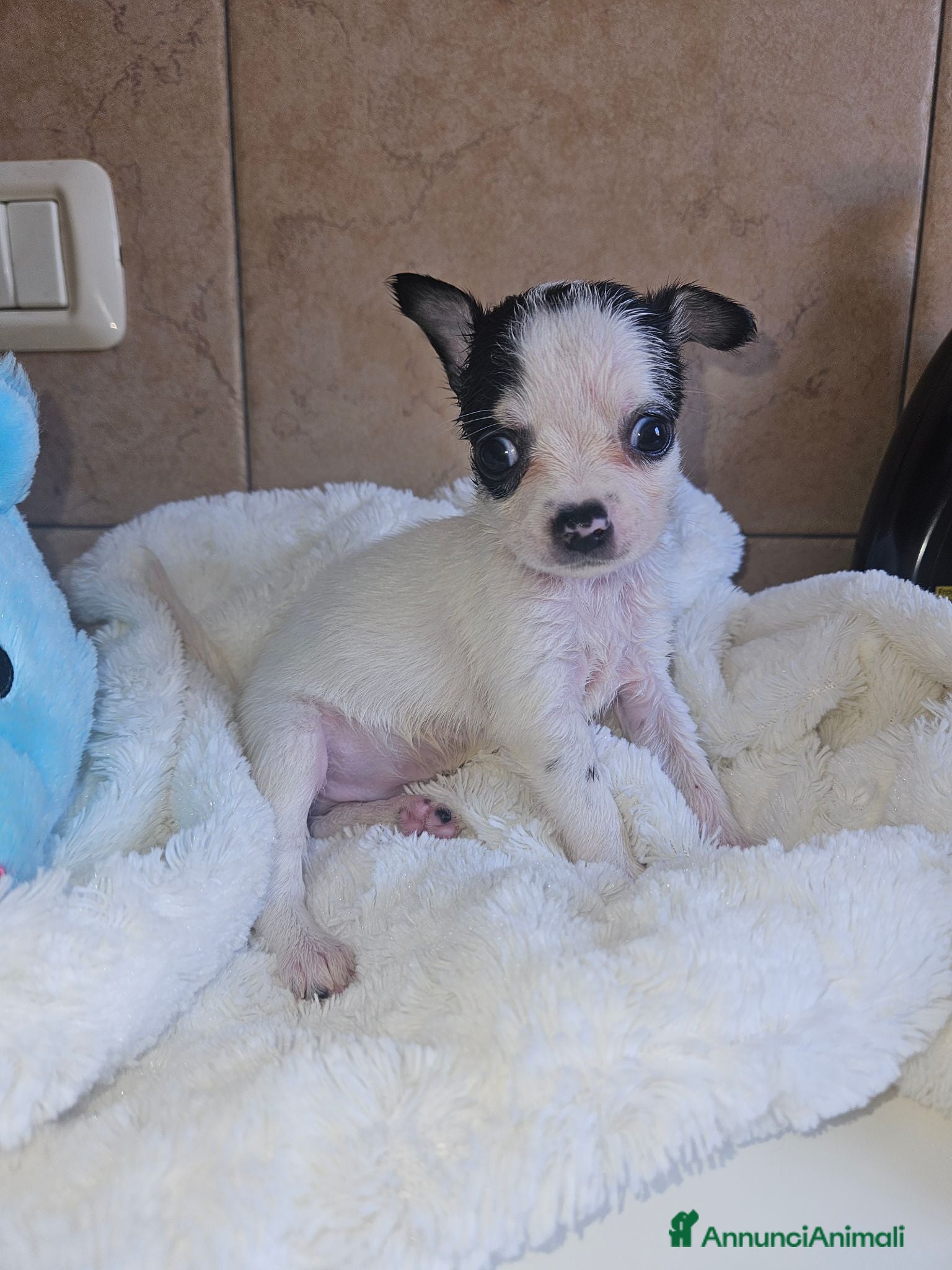 Chihuahua cani Chihuahua toy  - Annuncio 8